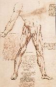 LEONARDO da Vinci Muscle structure of the thigh Germany oil painting artist